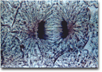 <p>Identify the phase of the cell cycle.</p>