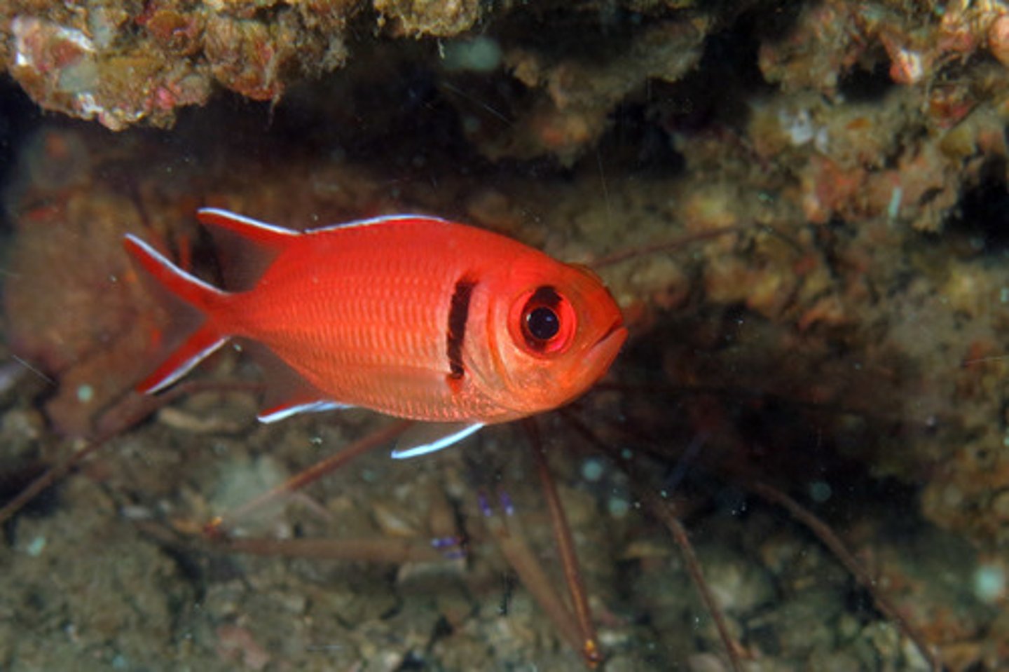 <p>Myripristis</p>
