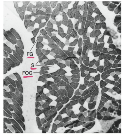 <p><strong>myosin heavy chain-</strong> isoforms are often used to identify fiber types</p><p>slow twitch fibers- rely on ATP from <strong>aerobic respiration,</strong> looks red bc of myoglobin</p><p><strong>fast twitch</strong>- relies on ATP from <strong>anaerobic respiration, </strong>looks white bc of less myoglobin</p><p>order to initiation:</p><p>-<strong>slow twitch</strong> activated→fatigue-resistant fast twitch turn on→ fatiguable-fast twitch activated for final push</p>