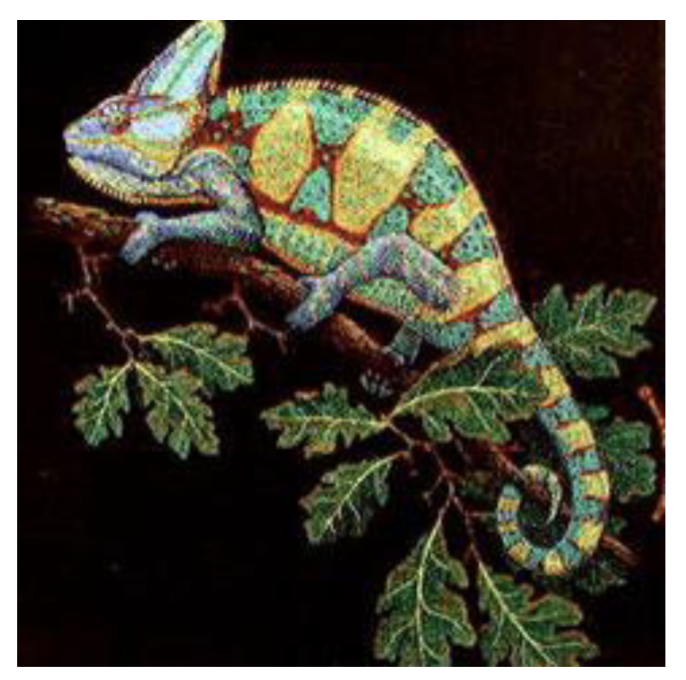 <p>12 gen, 228 sp </p><p>Chameleons </p><p>Mostly Africa and Madagascar</p><ul><li><p><span style="background-color: transparent;">Synapomorphies:</span></p><ul><li><p><span style="background-color: transparent;">Zygodactyl (fingers an toes fused to form mittens) </span></p></li><li><p><span style="background-color: transparent;">Laterally compressed body </span></p></li><li><p><span style="background-color: transparent;">Eyelids for turrets, eyes can move independently </span></p></li><li><p><span style="background-color: transparent;">Head has a bony casque </span></p></li><li><p><span style="background-color: transparent;">Projectile tongue </span></p></li><li><p><span style="background-color: transparent;">Color change</span></p></li></ul></li></ul><p>mostly arboreal </p><p>diurnal, carnivorous</p><p>oviparous and vivparous </p>