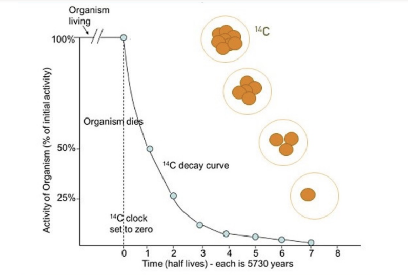 <ul><li><p>living organisms continually incorporate 14C into their bodies throughout life</p></li><li><p>14C decays to other forms of carbon </p></li><li><p>organism dies → amnt of 14C in body decays over time → radiocarbon date fossils</p></li><li><p><span style="background-color: inherit; line-height: 19.55px; color: windowtext;">14C ratio</span><span style="line-height: 19.55px; color: windowtext;">&nbsp;</span></p></li><li><p class="Paragraph SCXO213129526 BCX0" style="text-align: left;"><span style="background-color: inherit; line-height: 19.55px; color: windowtext;">Comes from source that 14C depleted -> old plants</span><span style="line-height: 19.55px; color: windowtext;">&nbsp;</span></p><ul><li><p class="Paragraph SCXO213129526 BCX0" style="text-align: left;"><span style="background-color: inherit; line-height: 19.55px; color: windowtext;">Land just started to colonize -> fell in hypoxic bogs -> turned into fossil fuels</span><span style="line-height: 19.55px; color: windowtext;">&nbsp;</span></p></li></ul></li></ul><p></p>