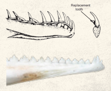 <p>acrodont</p>