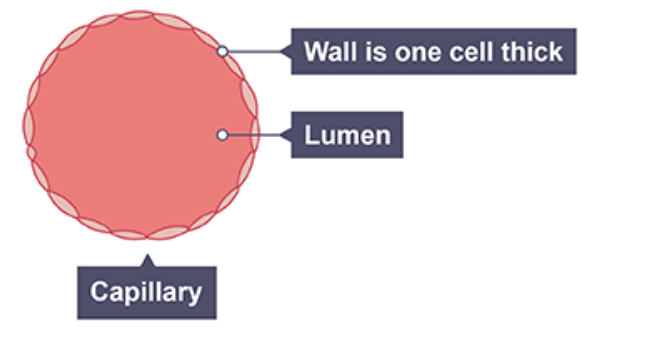 <ul><li><p>very thin, one cell thick</p></li><li><p>no layer of muscle or elastic fibres</p></li><li><p>very small lumen</p></li></ul><p></p>