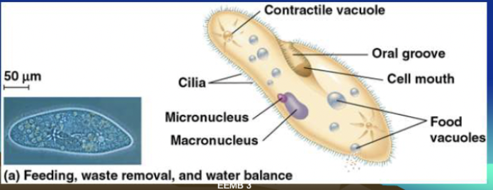 <p>What are ciliates?</p>