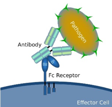 <ul><li><p><span style="line-height: normal;"><em>gives antibodies </em></span><em>flexibility </em><span style="line-height: normal;"><em>for optimal binding</em></span></p></li><li><p><span style="line-height: normal;"><strong><em>for antigen binding</em></strong><em>: antigens can be irregulary spaced on the pathogen, the hinge region will allow antibody to bind to further spaced antigens at the same time. </em></span></p></li><li><p><span style="line-height: normal;"><strong><em>for immune cell binding</em></strong><em>: phagocytoses can be actiavted via Fc tail binding to antibody, hinge region allows binding to immune cell and pathogen. (see image) </em></span></p></li></ul><p></p>
