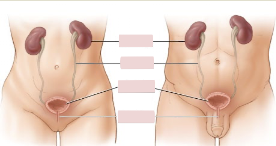 <p>Label the figure </p>