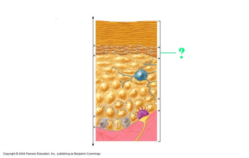 <p>Identify the indicated region of the epidermis</p>