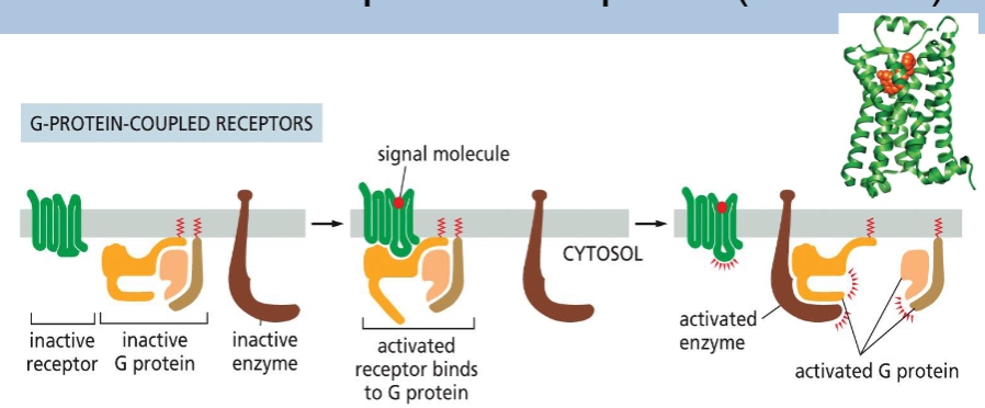 <p>the proteins undergoes a conformational change that enables it to activate a G protein on the underside of the plasma membrane</p>