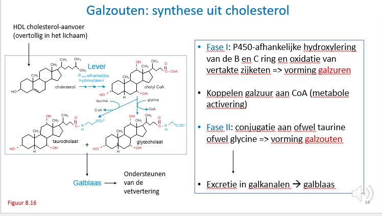 <p><span>Structuurformules en enzymes niet kennen, behalve het feit dat er cytochroom P450 enzymes aan te pas komen</span></p><p style="text-align: left;"></p><p style="text-align: left;"><span>------</span></p><p style="text-align: left;"><span>Bij het vormen van galzouten uitgaande van cholesterol komen de cytochroom P450 enzymes ook aan bod.</span></p><p style="text-align: left;"></p><p style="text-align: left;"><span>Linksboven:</span></p><p style="text-align: left;"><span>Cholesterol wordt aangevoerd via HDL-partikels en komt de lever binnen OF wordt zelf in de lever aangemaakt en kan dan gedegradeerd worden dankzij cytochroom P450 reacties tot uiteindelijk vorming van galzuren.</span></p><p style="text-align: left;"></p><p style="text-align: left;"><span>De galzuren zullen conjugeren met taurine of glycine en zo krijgen we allemaal verschillende galzouten die worden bewaard in de galblaas tot we gaan eten.</span></p><p style="text-align: left;"><span>Wanneer de galblaas samentrekt en zo zijn inhoud uitstort in het duodenum kan de inhoud deelnemen aan de vertering.</span></p><p style="text-align: left;"></p><p style="text-align: left;"><span>Galzouten zijn amfipatische moleculen die mee de vetten zullen emulgeren en zo beschikbaar maken voor oa de lipasen en zo ook het contactoppervlak met de mucosacellen zullen vergroten zodat ze makkelijker kunnen worden opgenomen in het mucosa epiteel van de dunne darm.</span></p>