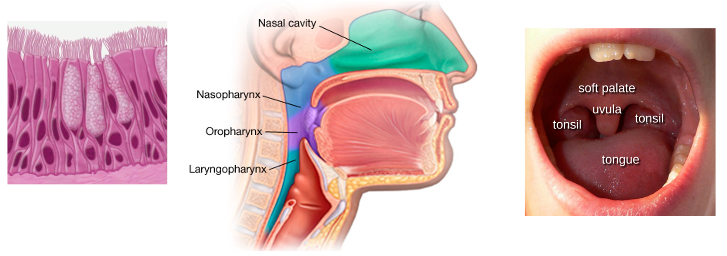 <p>The uppermost part of the pharynx. Lined with <strong>pseudostratified ciliated columnar epithelium</strong> for warming, humidifying, and filtering inspired air</p><ul><li><p><strong>Internal Nares</strong> (=posterior nares) are located on the posterior <strong>uvula</strong></p></li><li><p>Uvula and <strong>soft palate</strong> move posteriorly during swallowing to prevent food from entering the nasopharynx and nasal cavity</p></li></ul><p></p>