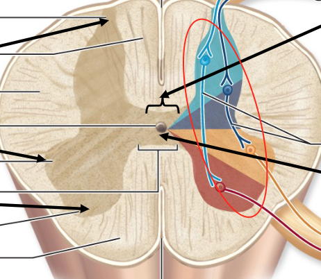 <p>relay signals onto other neurons</p>