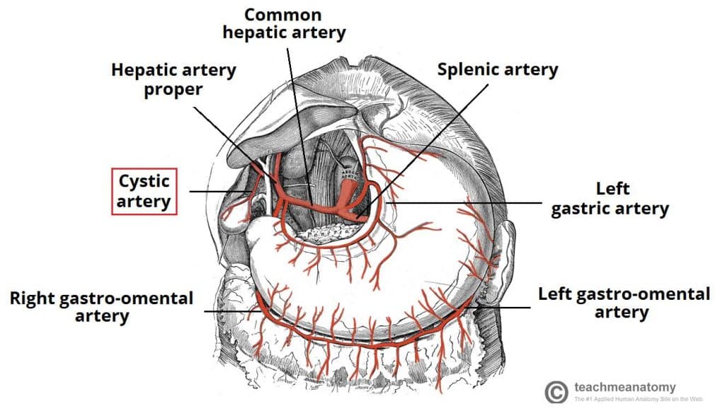 <ul><li><p>cystic artery</p></li><li><p>usually branches from right hepatic artery</p><ul><li><p>supplies blood to gallbladder and cystic duct</p></li></ul></li></ul><p></p>
