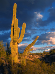 <p>The biome that has hot days and cold nights, receives less than 25cm of precipitation per year.</p>