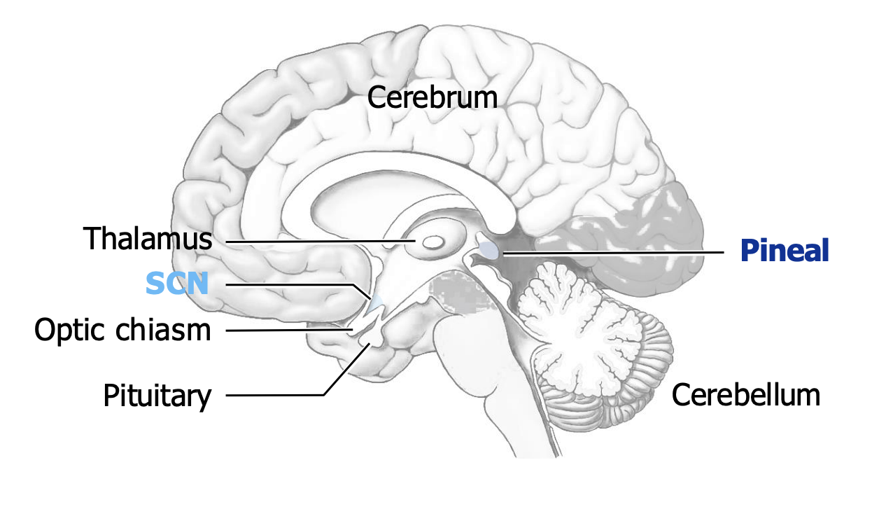 <p>diencephalon</p>
