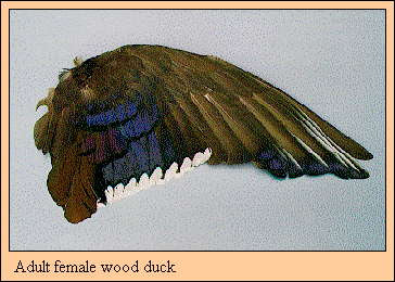 <p>female wood duck</p><p>large white trailing edge, teardrop </p>