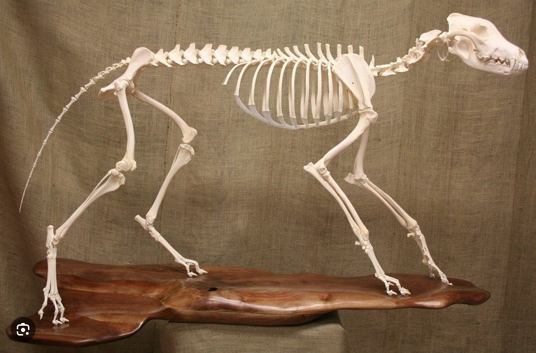 <p>Carnivora</p><p>Canidae</p>