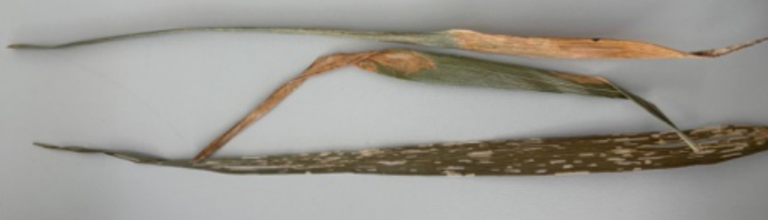 <p>Septoria tritici - listna pegavost pšenice (rod Fusarium) </p>