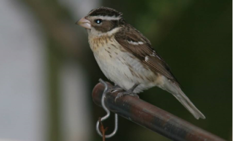 <p>What is the common name of this female bird?</p>