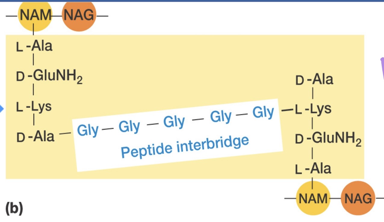 <p>Amino acids bind to NAM (L-Ala, D-Glu, DAP or Lys, D-Ala, etc.). Pentapeptide bridge connects 3rd and 4th position on NAM. Consists of 5x Gly. </p>