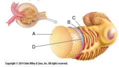 <p>Basal lamina</p>