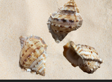 <p>no local name</p>