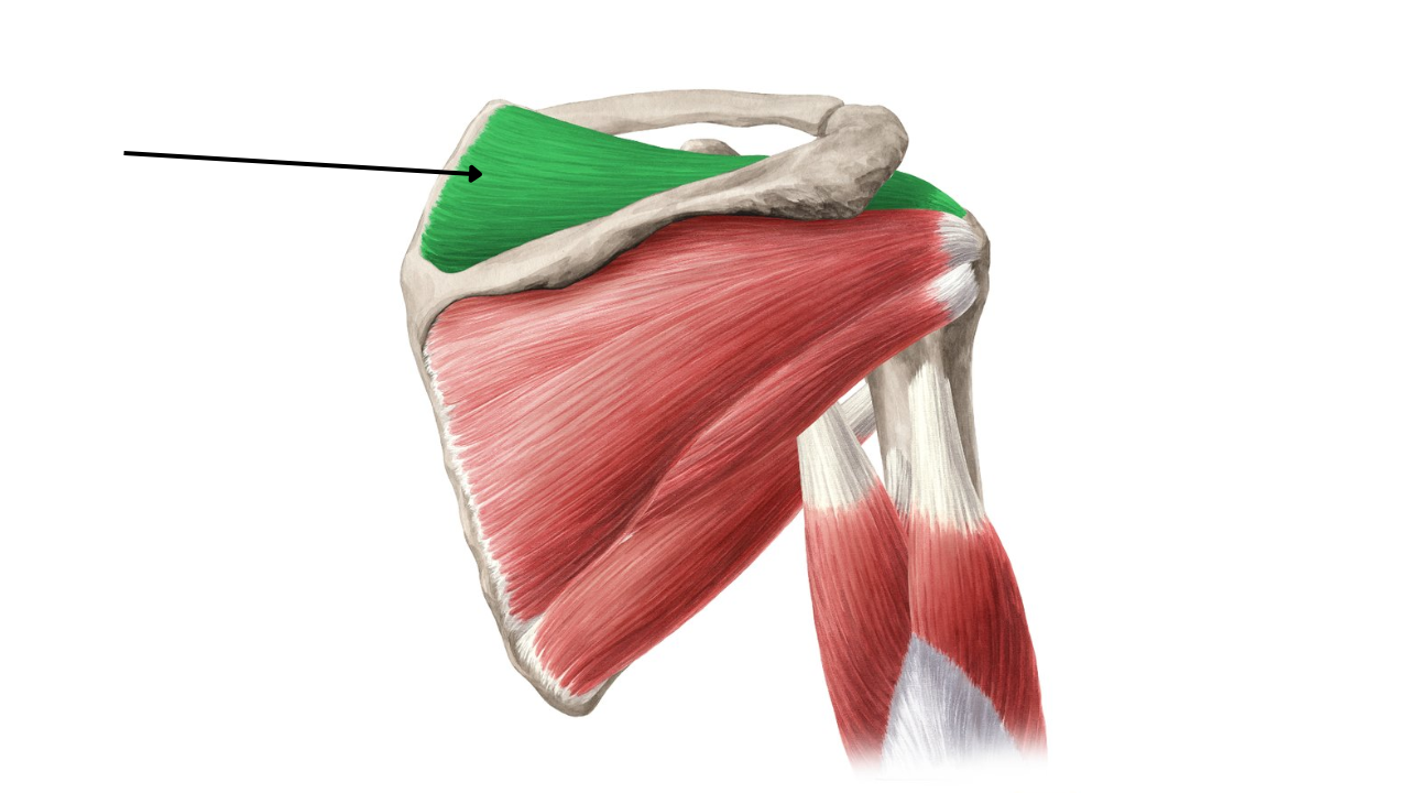 <p>Supraspinatus Muscle </p>