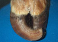 <p>What hoof disorder causes a twisted claw appearance?</p>