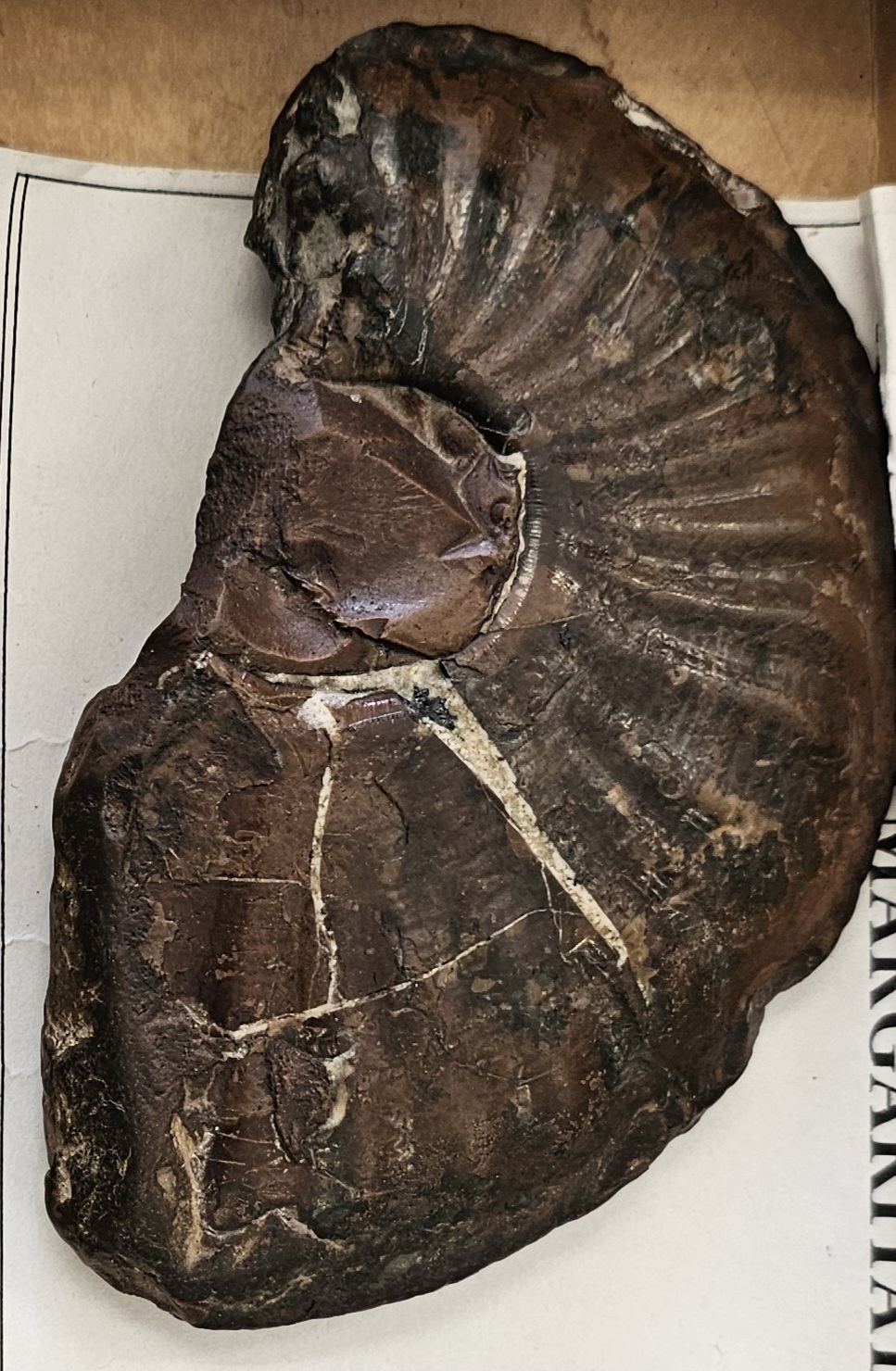 knowt flashcard image