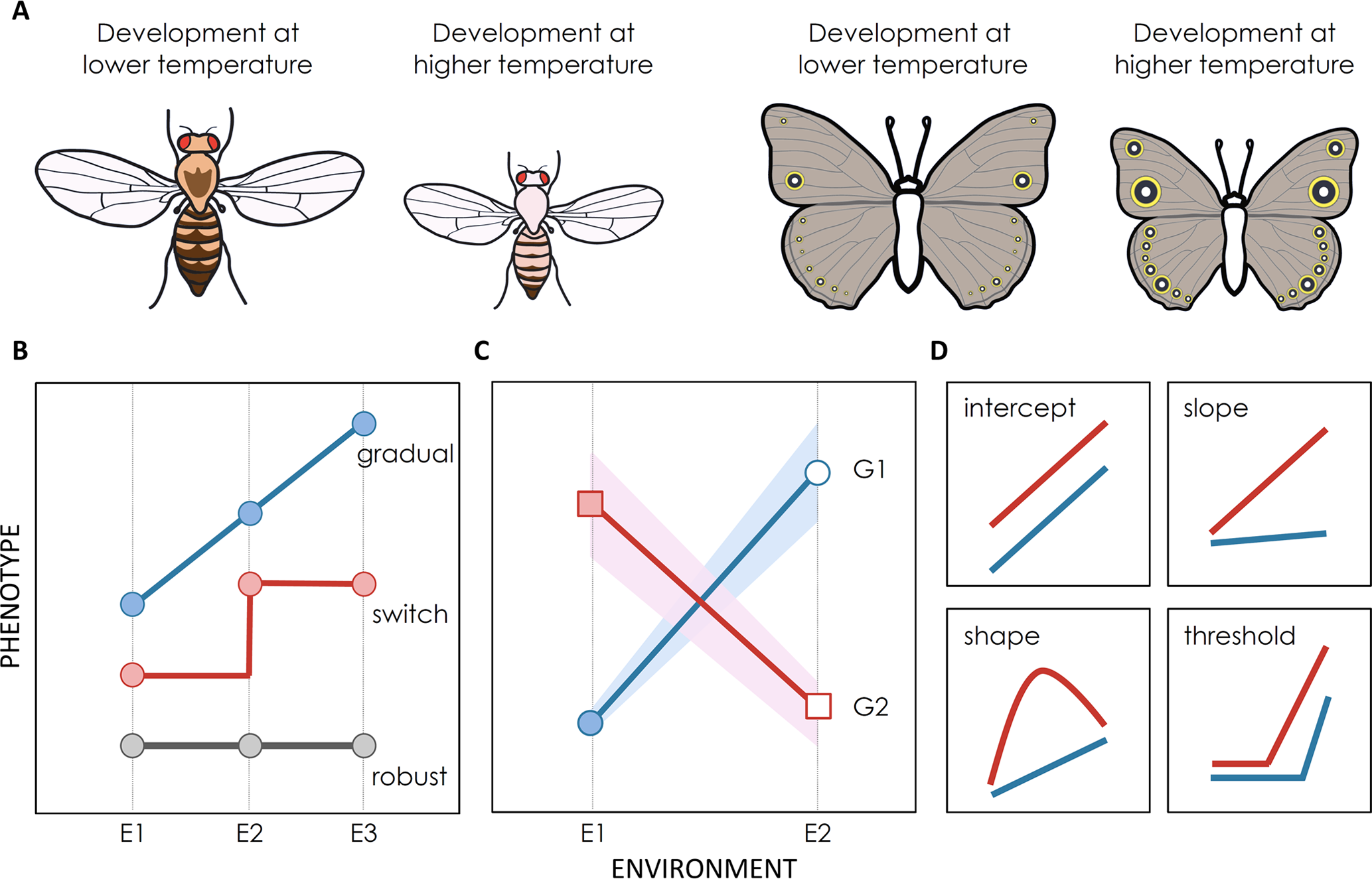 <p>changes in phenotype produced by a single genotype in different environments</p><p>-tailors organism to environment.</p><p>EX) Low light— small roots/large leaves     High light — Large roots/small leaves</p>