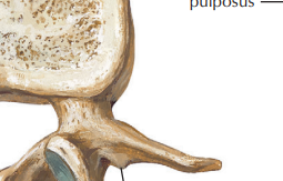 <p>on transverse process we have….</p>