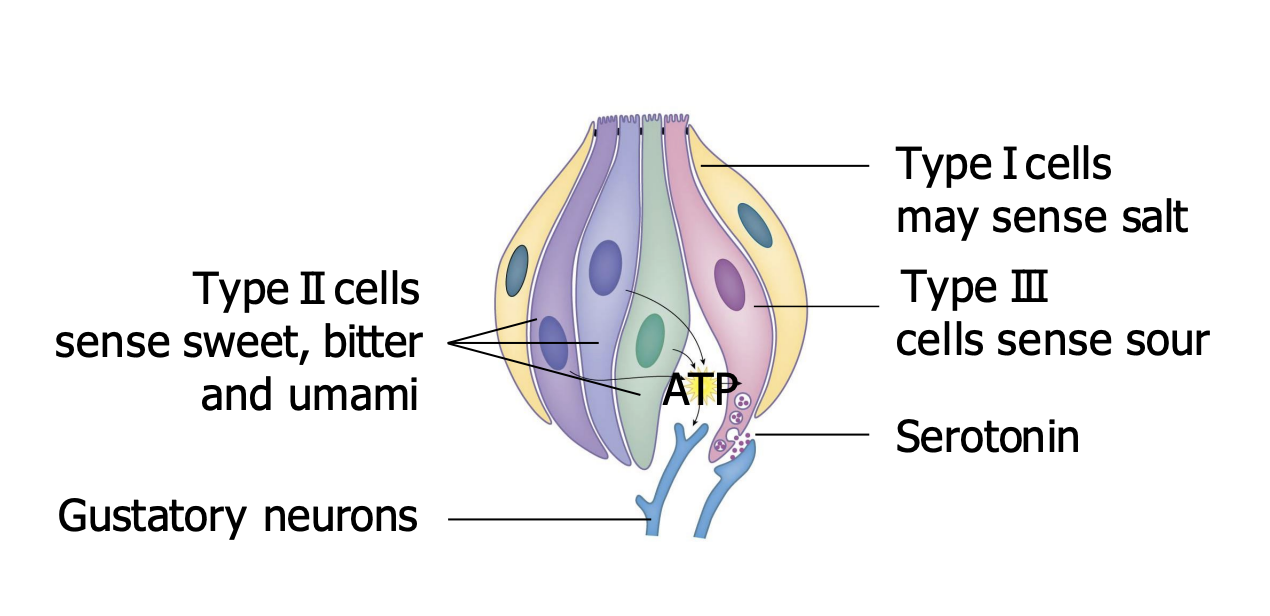 <ul><li><p>Type I - detect salt</p></li><li><p>Only type III cells form direct synapses with sensory neurons, activating them with serotonin.</p><ul><li><p>Detect sour</p></li></ul></li><li><p>Type II cells release ATP (signalling molecules or affect the other nearby tissues), which acts on sensory neurons and type IIIs.</p><ul><li><p>Detect sweet, butter and umami</p></li></ul></li></ul><div data-type="horizontalRule"><hr></div><p>Type I - oldest and therefore sour</p><p>Type II - indentity crisis - sweet, sour and umami (always calling for mother)</p><ul><li><p>Can call mother, but expend/give/release energy - ATP</p></li></ul><p>Type III - youngest - type I and II always sour at III because gets direct access to mother (synpase with sensory neurons)</p><p></p>