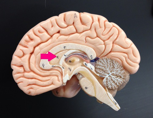 <p>What brain part is this?</p>