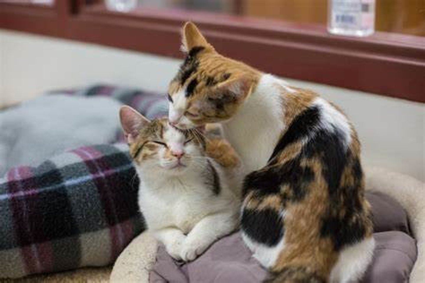 <p>TRANSLATION: вызывать сильные аллергические реакции</p><p>DEFINITION: to cause strong physical responses to a substance</p><p>EXAMPLE: Cat fur can ........................ in some people who visit shelters. Кошачья шерсть может ВЫЗЫВАТЬ СИЛЬНЫЕ АЛЛЕРГИЧЕСКИЕ РЕАКЦИИ у некоторых людей, посещающих приюты.</p>