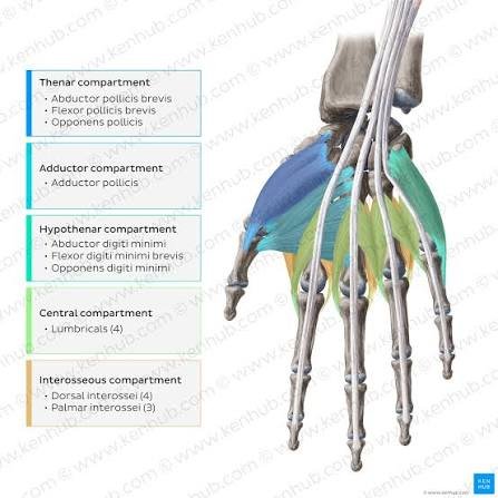 <p>the intrinsic muscles of the hand can be divided into 5 compartments</p><p></p><p>Thenar Compartment</p><ul><li><p>abductor pollicis brevis</p></li><li><p>flexor pollicis brevis</p></li><li><p>opponens pollicis</p></li></ul><p></p><p>Adductor Compartment</p><ul><li><p>adductor pollicis</p></li></ul><p></p><p>Hypothenar Compartment</p><ul><li><p>abductor digiti minimi</p></li><li><p>flexor digiti minimi brevis</p></li><li><p>opponens digiti minimi</p></li></ul><p></p><p>Central Compartment</p><ul><li><p>Lumbricals (4)</p></li></ul><p></p><p>Interosseous Compartment</p><ul><li><p>dorsal interossei (4)</p></li><li><p>palmar interossei (3)</p></li></ul><p></p>