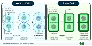 <p>Animals form a cleavage furrow; plants form a cell plate due to their rigid cell wall.</p>