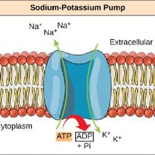 <ul><li><p>movement of things from lower to higher concent w/use of ATP</p></li><li><p>E.g. sodium-potassium pump</p></li></ul><p></p>