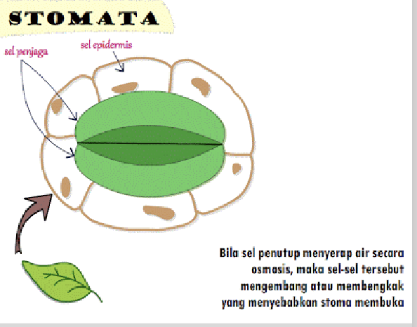 <p><span><br>pores for gas exchange</span></p>