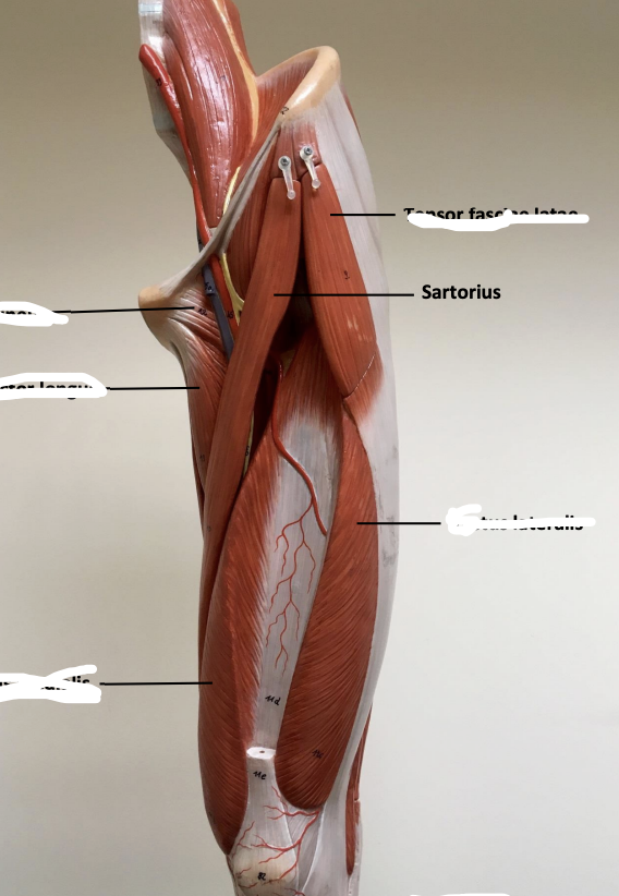 <p>Sartorius</p>