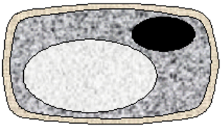 <p>Water molecules move <strong><u>into </u></strong>the cell by <span style="color: blue;"><strong>osmosis </strong></span>from a high<u>er</u> water concentration to a low<u>er</u> water concentration causing the cell to become <strong>turgid</strong>.</p>