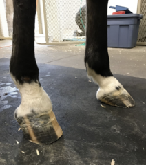 <p>True or false</p><p>this horse has rear hooves that are different shaped. This is a problem and is something that needs to be corrected.</p>