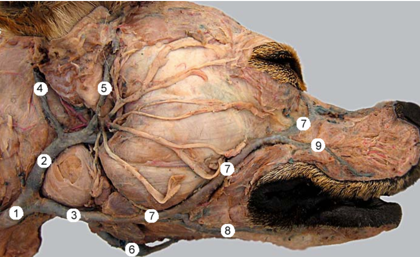 <p>2?</p>