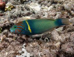 <p>Thalassoma hebraicum</p>