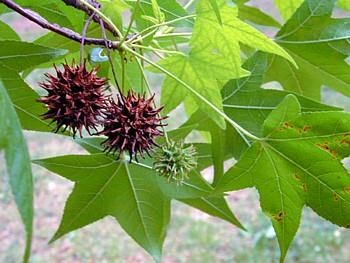 <p>Liquidambar styraciflua</p><p>Native. Tree. Star shaped leaves with 5 lobes. Spiky round fruits. Corky Wings on Twigs. Provides cover and nesting habitat, seeds eaten by birds/small mammals. </p>