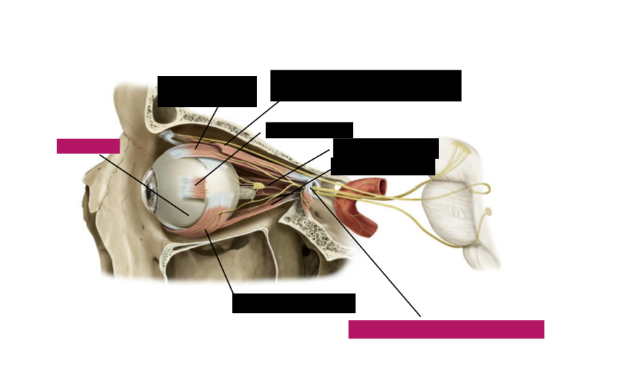 <p>Label the eye muscles</p>