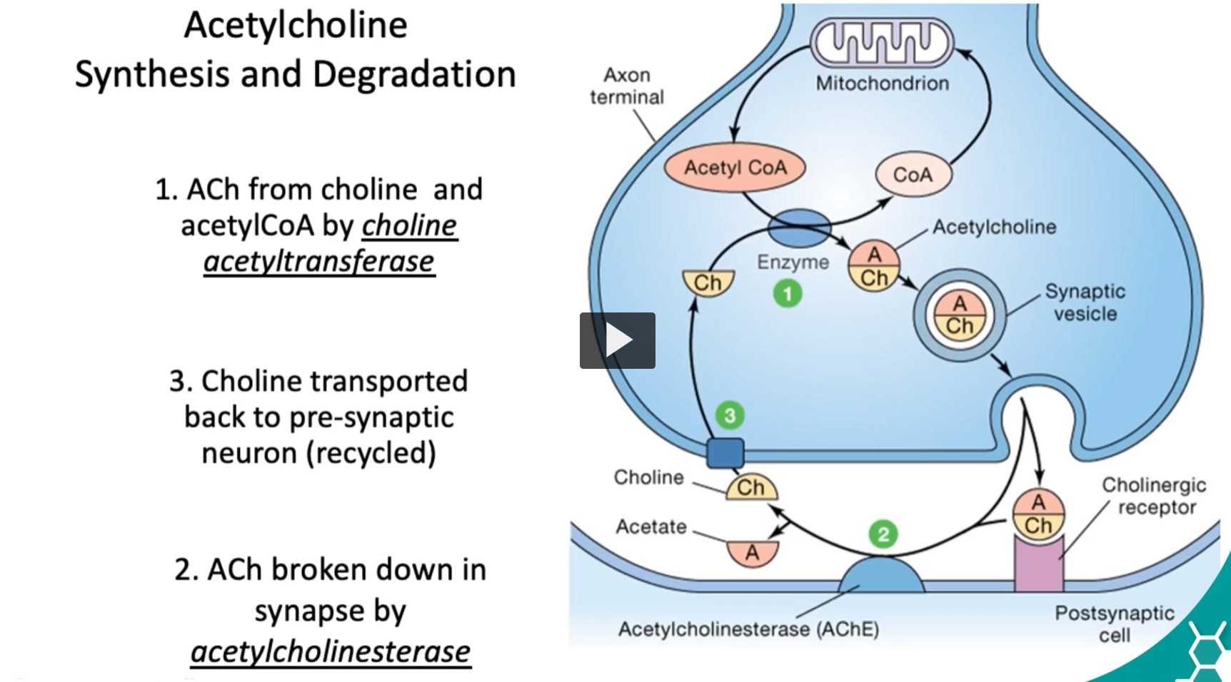 <p><u>Acetylcholine Synthesis and Degradation</u></p><p>Now to discuss <strong>acetylcholine</strong>, it’s important to discuss the <strong>synthesis</strong>, and then we will discuss <strong>degradation</strong>. </p><ol><li><p><strong>ACh</strong> from <strong>choline</strong> and <strong>acetylCoA</strong> by <em><u>choline acetyltransferase</u></em></p></li></ol><p><strong>Choline acetyltransferase (ChAT)</strong><br><em>An enzyme that transfers an acetyl group (–COCH₃) from acetyl-CoA TO choline </em>→ acetylcholine. </p><ol><li><p>ACh broken down in synapse by <em>acetylcholinesterase</em></p></li><li><p>Choline transported back to pre-synaptic neuron (recycled)</p></li></ol><p>This <strong>fast breakdown</strong> makes <strong>acetylcholine ideal </strong>for <strong>rapid, synaptic transmission</strong>. </p><p>We can remember that <strong>acetylcholine</strong> is <strong>one of the main messenger</strong> in <strong>neuromuscular-skeletal pathways</strong> for <strong>muscle contraction</strong>, leading to r<strong>apid access</strong>,<strong> release</strong> and<strong> degradation.</strong> </p>