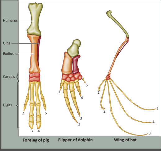 <p>When biologist began to compare the morphology (_________) of organisms, they discovered?</p>
