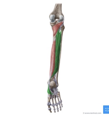 <p>Origin: posterior surface of the interosseous membrane, the tibia, and the fibula</p><p>Insertion: navicular, cuneiforms, cuboid, second through fourth metatarsals</p><p>Action: plantar flexes and inverts the foot</p><p>Nerve root: tibial (L5, S1)</p>