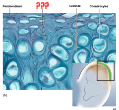 <p>matrix fiber providing flexibility and shape retention in elastic cartilage</p>