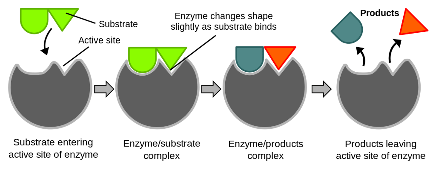 <p>enzymes</p><p>(Note: almost all</p><p>are proteins, but</p><p>RNA can also act</p><p>as an enzyme)</p>