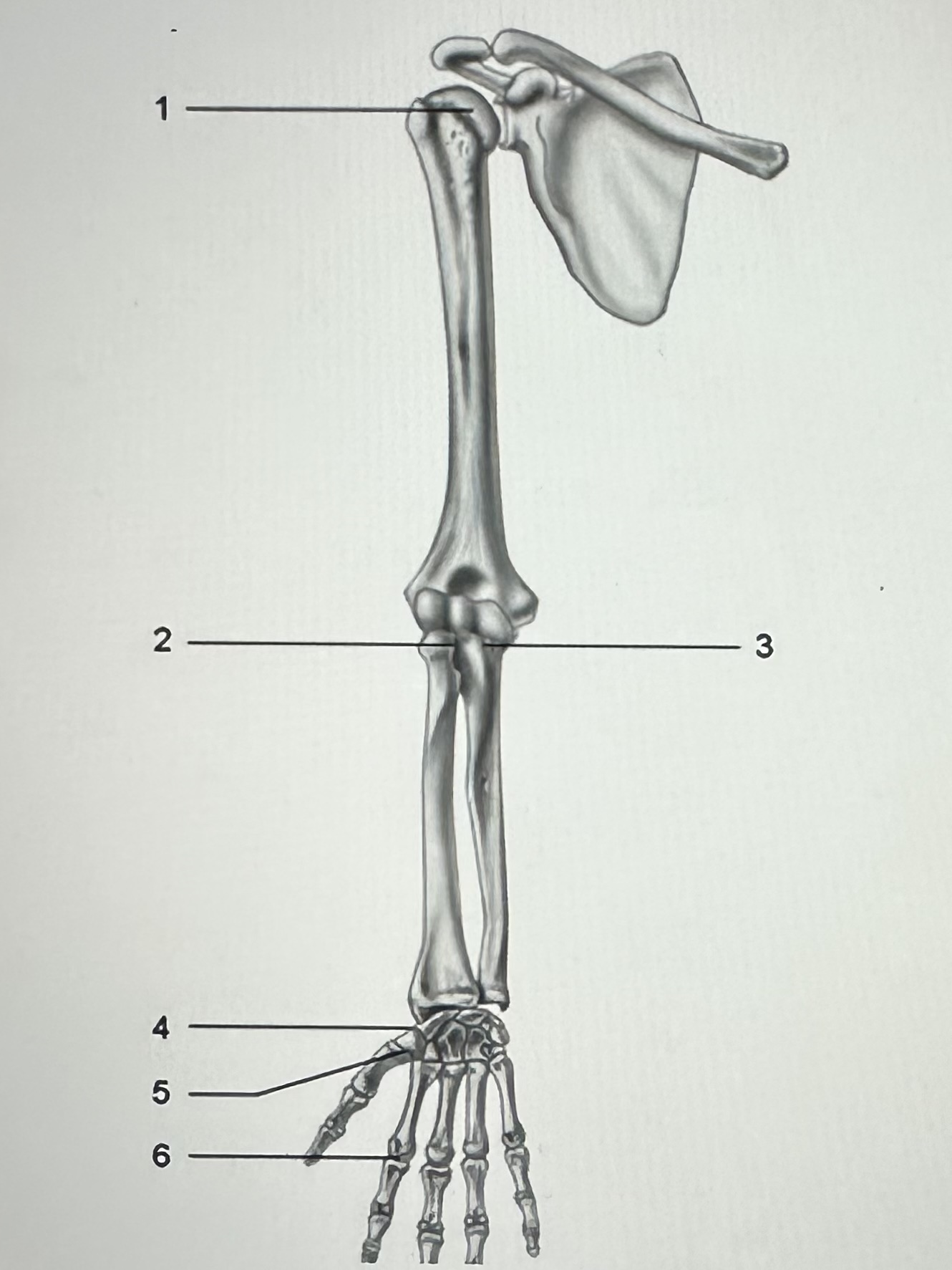 <p>What type of axial movement does joint 1 have?</p>